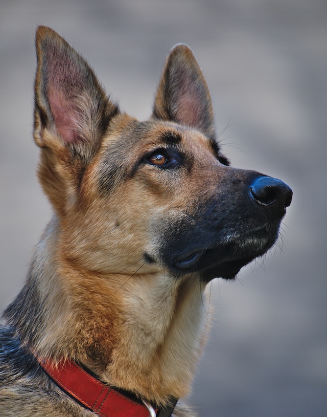 The Best Dog Breed for Search and Rescue: Find Your Perfect Partner