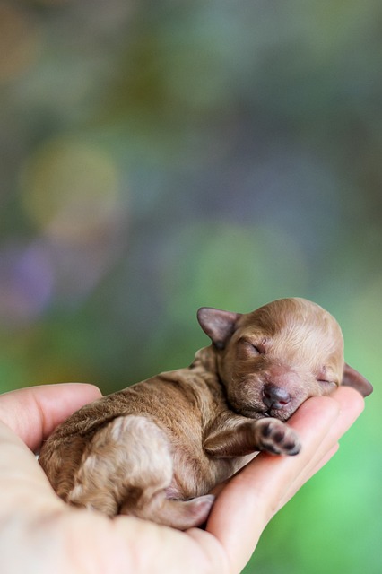 Can You Hold Newborn Puppies and Play with Them? (A Guide for Dog Lovers)