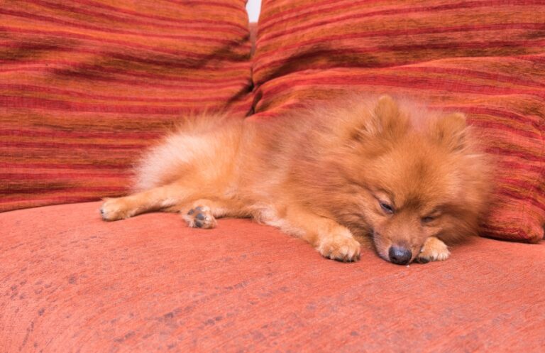 Do Pomeranians Shed? The Ultimate Guide (Answered & Tips)
