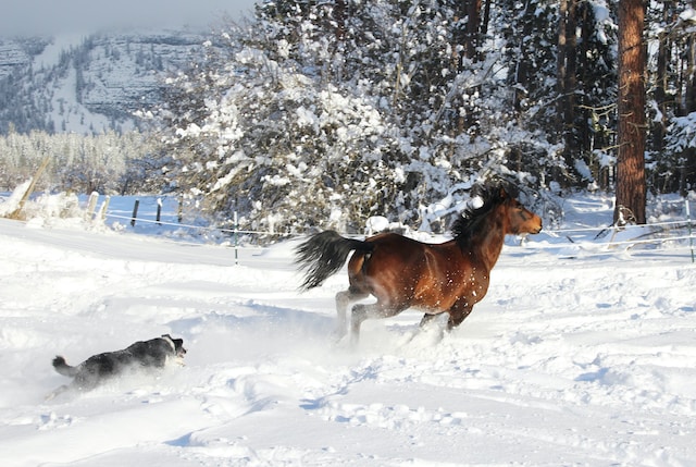 Can a Dog Outrun a Horse? Who Is Faster? (Find Out Now!)