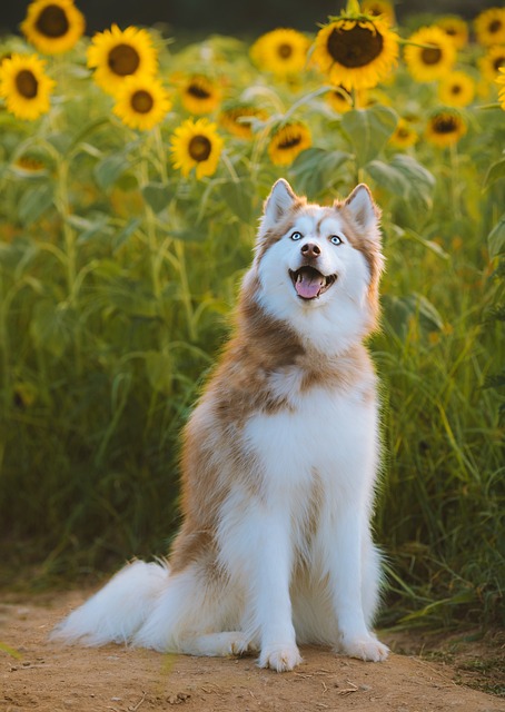 Can My Dog Eat Sunflower Seeds? Find Out Here!