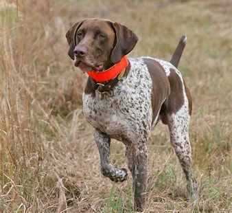 10 Hunting Dog Breeds That Don’t Shed (The Perfect Companions)