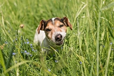 Why Is My Dog Eating Grass? The Surprising Truth Revealed