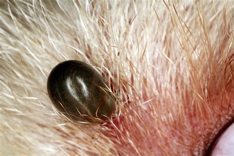 Found a Dried Dead Tick on Your Dog? Here’s What to Do