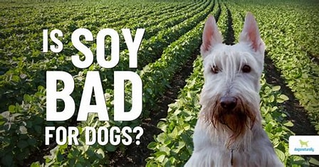 Can Dogs Eat Soybeans? Everything You Need to Know