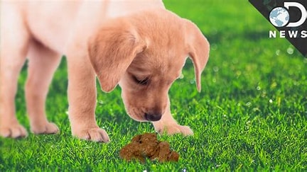 Why Do Dogs Roll Their Own Poop and Sometimes Eat It? The Strange Behavior Explained