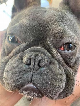 French Bulldog Eye Problems: Causes, Treatment, and Prevention Tips