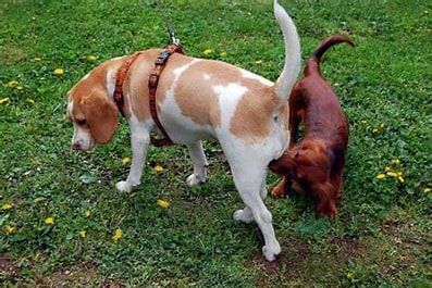 Why Do Dogs Sniff Butts? The Fascinating Truth Revealed