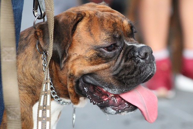 Why Do Dogs Always Stick Their Tongues Out? The Surprising Answer