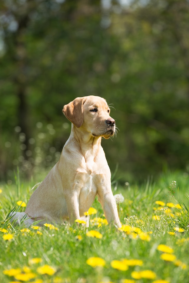 Dog Stud Fees When Breeding: What You Need to Know