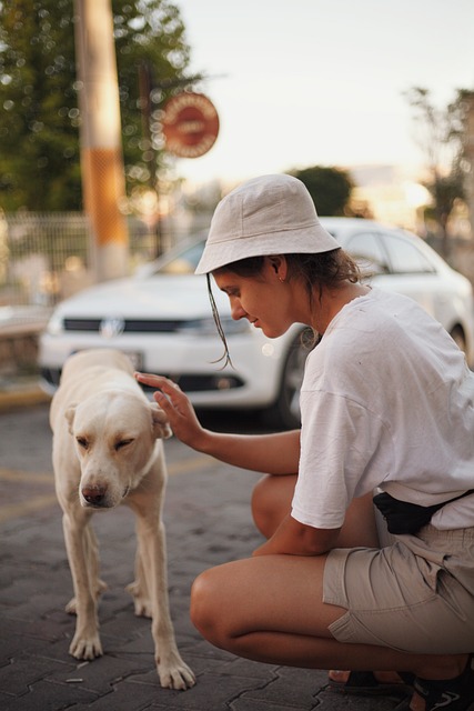 Can You Pet a Stray Dog? The Ultimate Guide to Helping Furry Friends